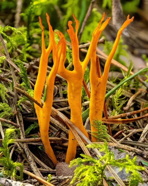 Calocera viscosa — 2023-09-10