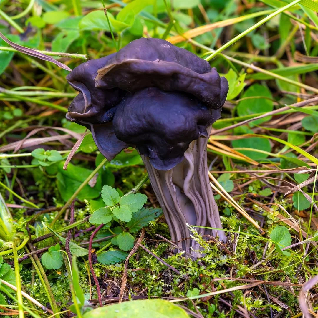 Helvella lacunosa — 2023-09-15
