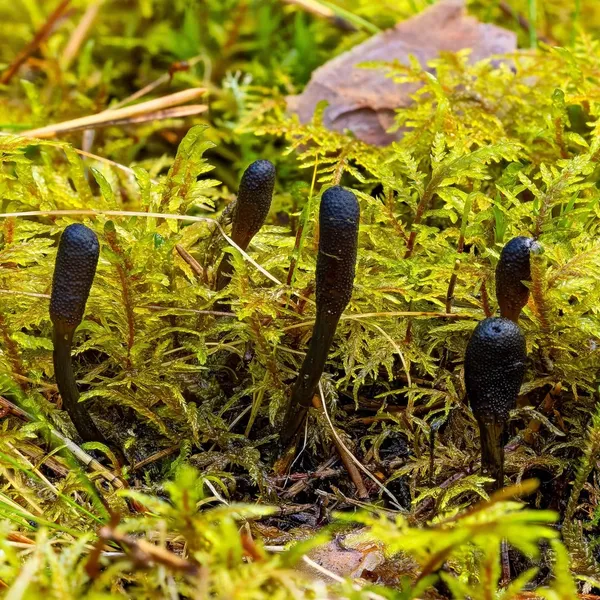 Tolypocladium ophioglossoides — 2023-09-14