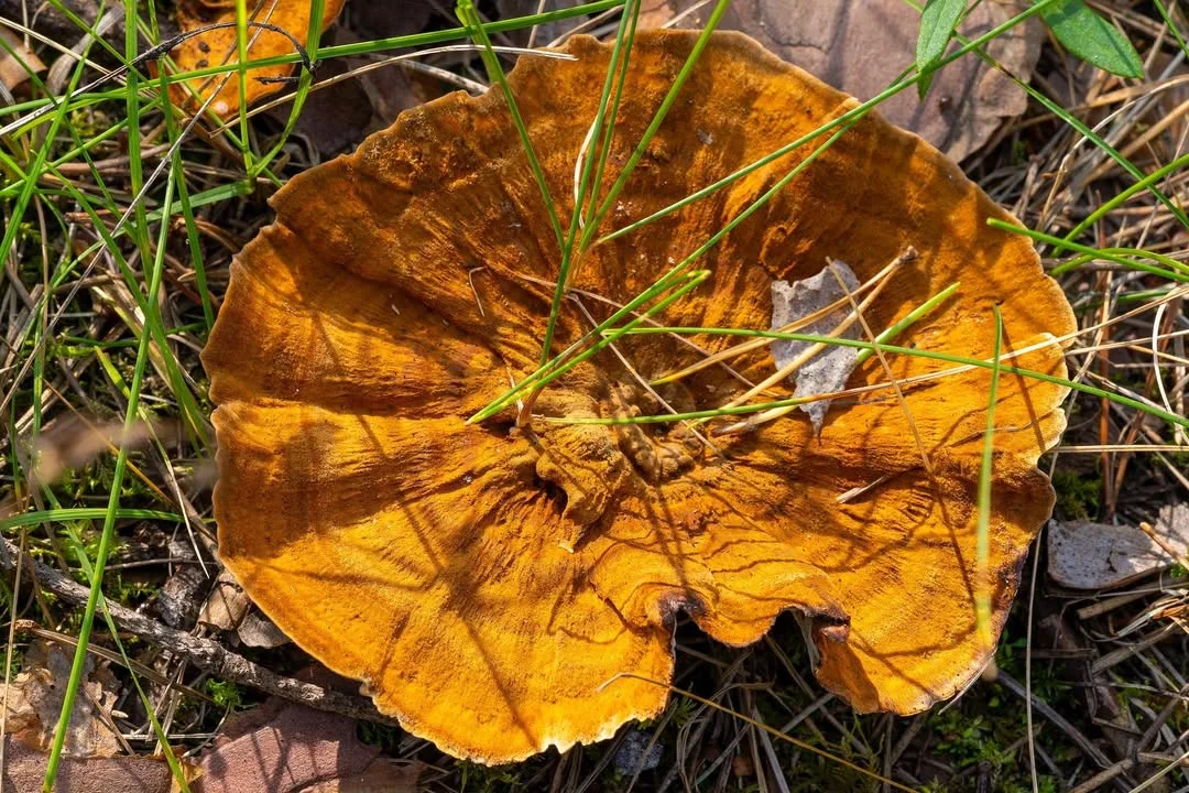 Coltricia perennis — 2023-09-12