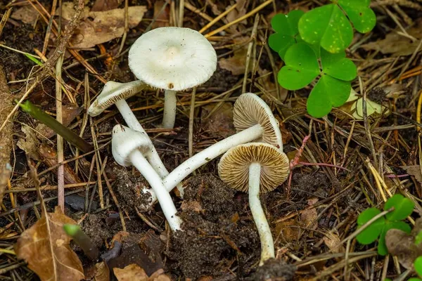 Inocybe geophylla — 2023-09-11
