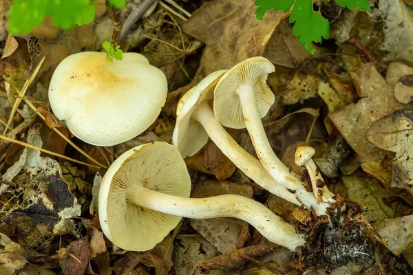 Tricholoma album — 2023-09-11