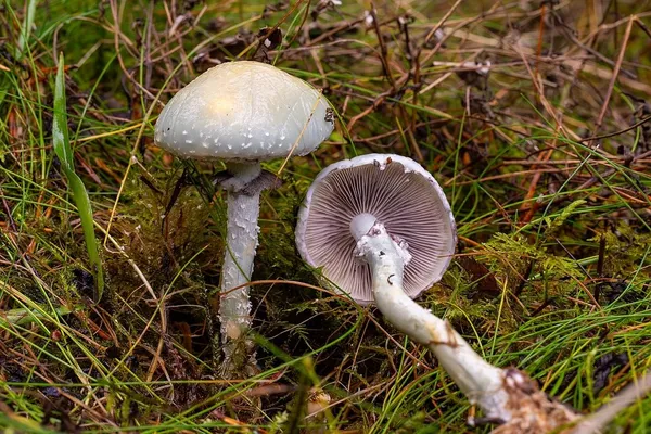 Stropharia aeruginosa — 2024-10-06