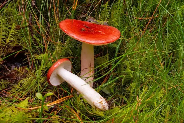 Russula sanguinea — 2024-09-01