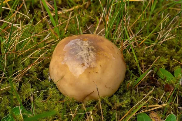 Suillus luteus — 2024-09-12