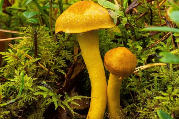 Cortinarius semisanguineus — 2024-09-13