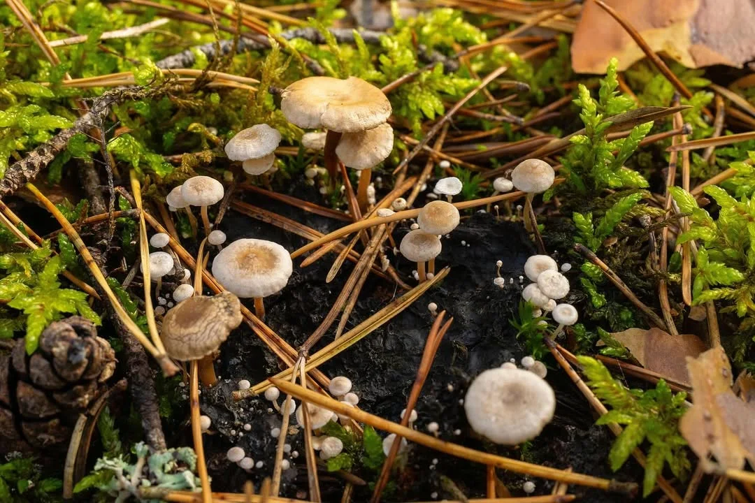 Collybia cirrhata — 2024-09-13