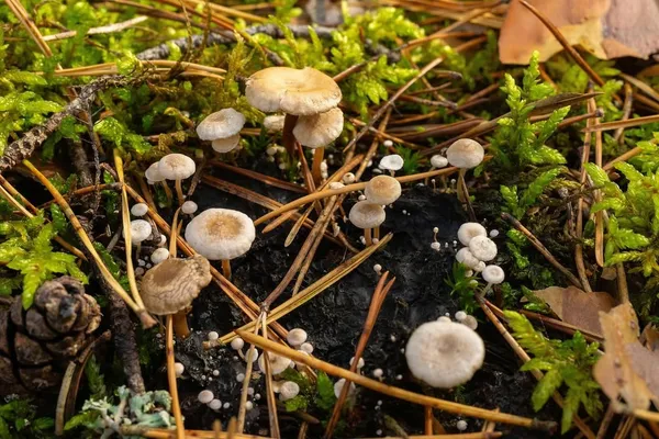 Collybia cirrhata — 2024-09-13