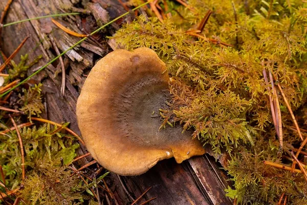 Tapinella panuoides — 2024-10-06