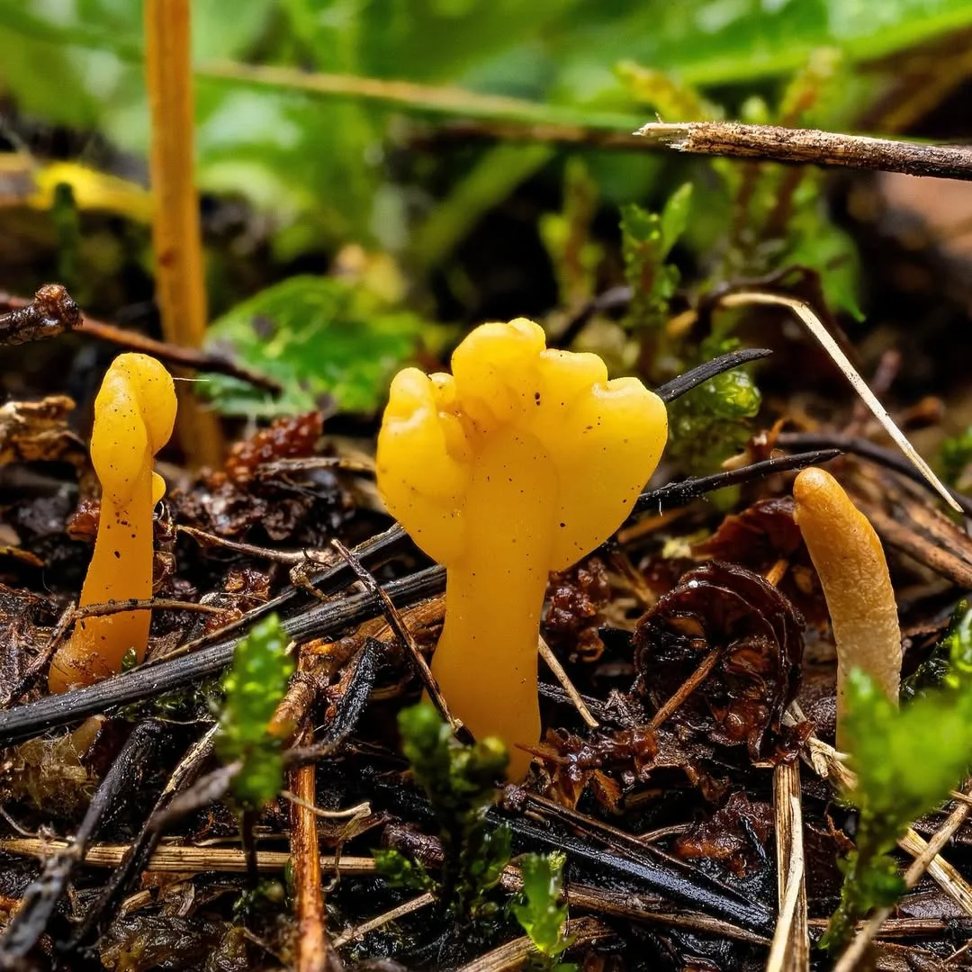 Spathularia flavida — 2024-09-12