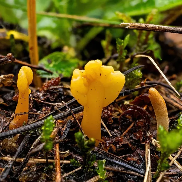 Spathularia flavida — 2024-09-12