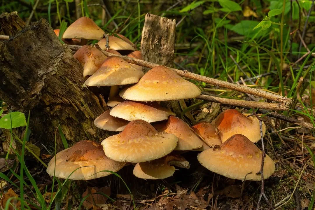 Hypholoma lateritium — 2024-09-09