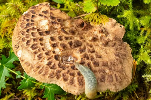 Sarcodon imbricatus — 2024-09-18
