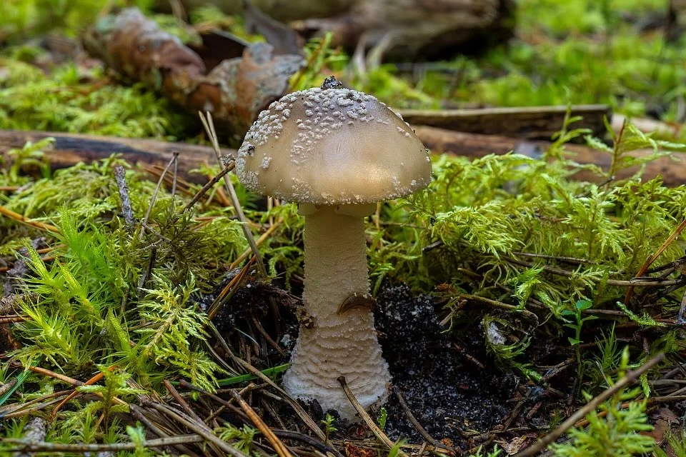 Amanita excelsa — 2024-09-18