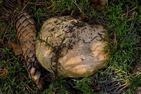 Leucopaxillus tricolor — 2024-08-17