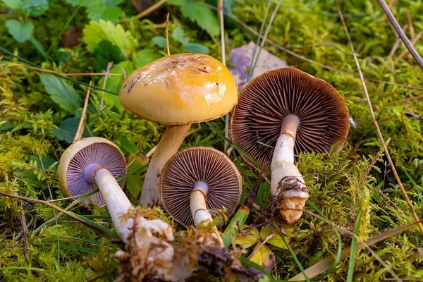 Cortinarius delibutus — 2024-10-12