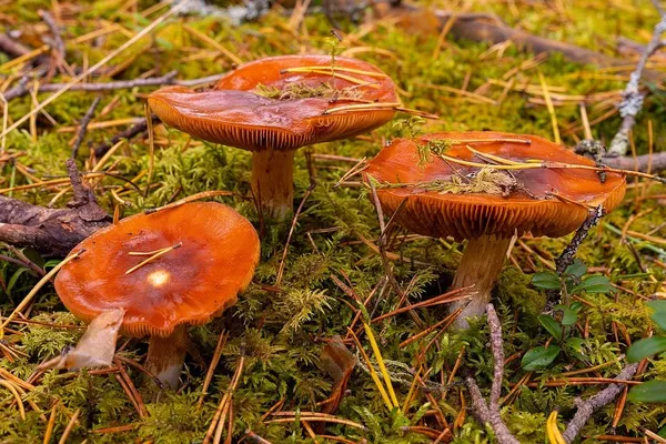 Cortinarius mucosus — 2024-10-12