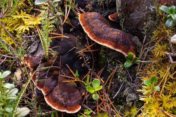 Ischnoderma benzoinum — 2024-10-12