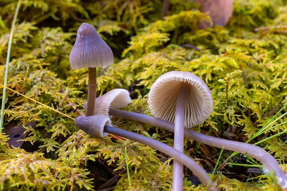 Mycena galopus var. leucogala — 2024-10-12
