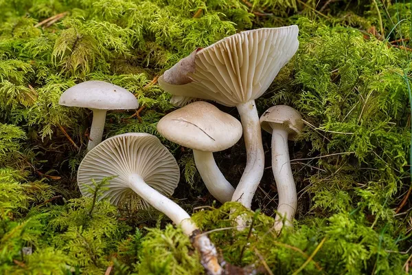 Hygrophorus agathosmus — 2024-10-19