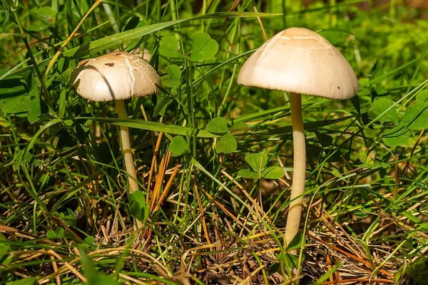 Conocybe apala — 2024-09-07