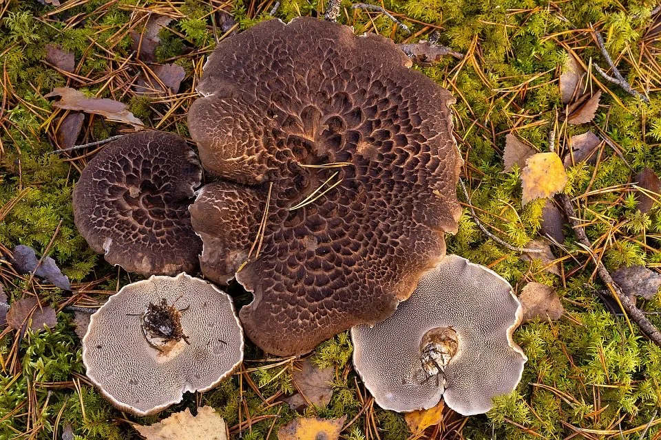 Sarcodon squamosus — 2024-10-19