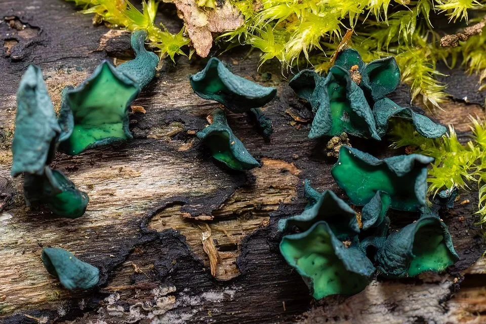 Chlorociboria aeruginascens — 2024-10-26