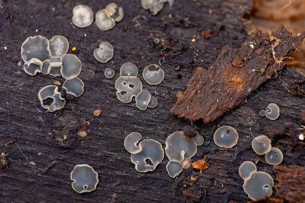 Mollisia cinerea — 2024-10-26