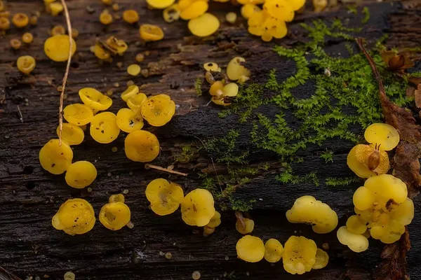 Calycina citrina — 2024-10-26