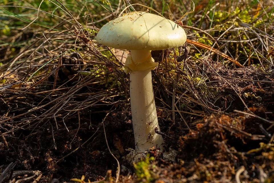 Amanita citrina — 2024-09-13