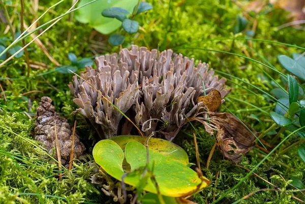 Thelephora palmata — 2024-09-07