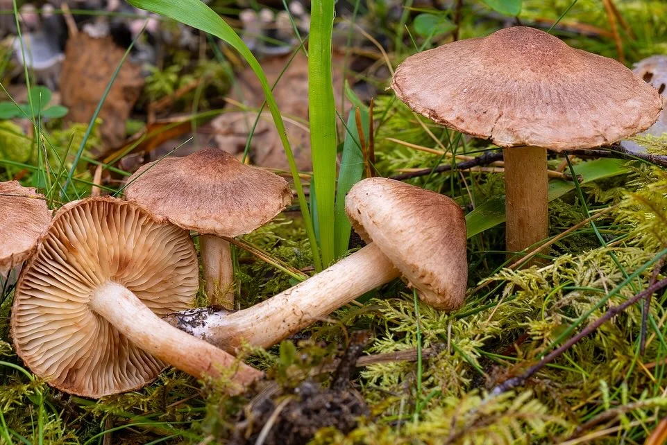 Tricholoma vaccinum — 2024-10-19