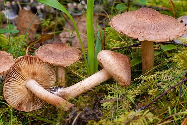 Tricholoma vaccinum — 2024-10-19