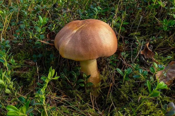 Tricholomopsis rutilans — 2024-09-13