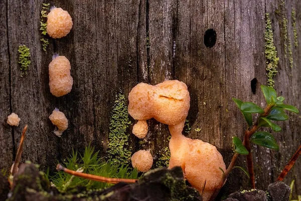Tubifera ferruginosa — 2024-10-12