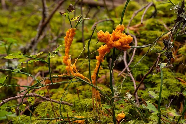 Physarum rubiginosum — 2024-10-06