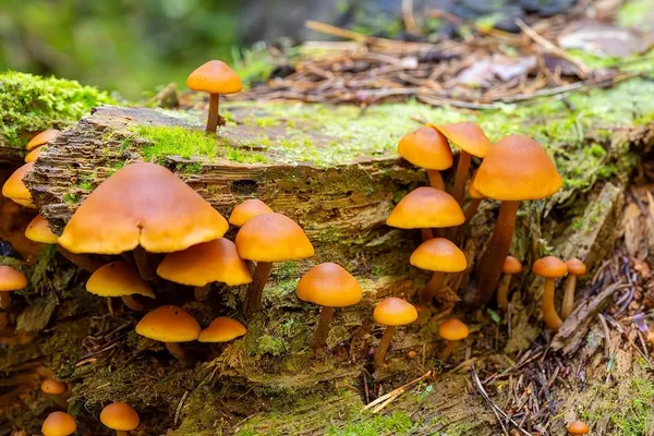 Gymnopilus picreus — 2023-09-14