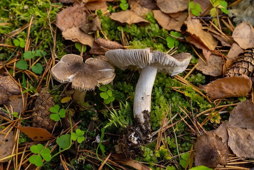Tricholoma scalpturatum — 2024-11-08