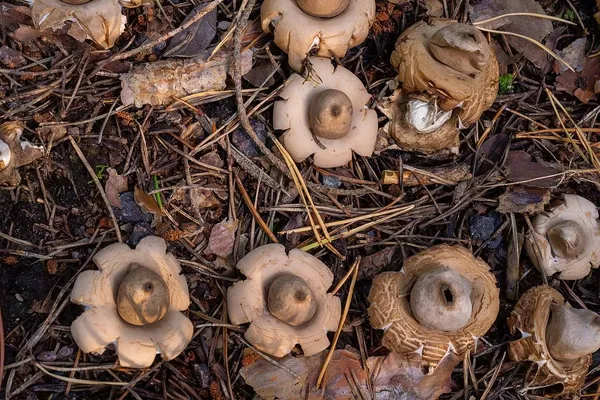 Geastrum fimbriatum — 2024-08-24