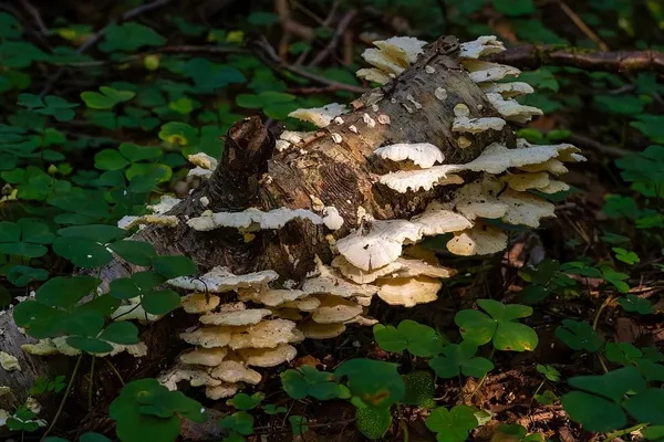 Trametes velutina — 2024-08-19