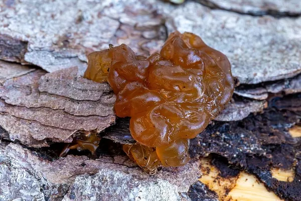 Exidia saccharina — 2023-09-14