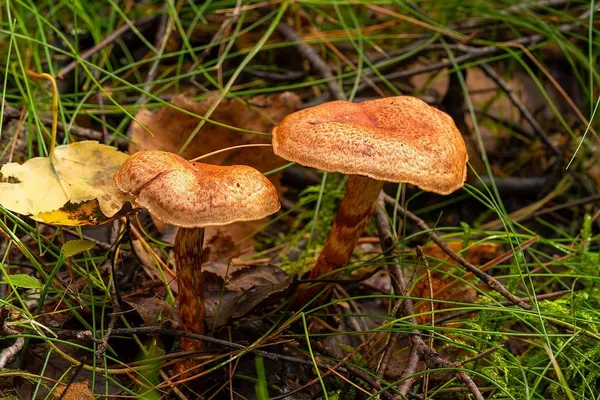 Cortinarius bolaris — 2023-09-10