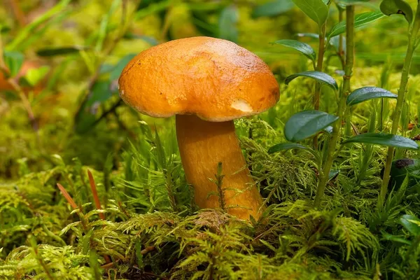 Suillus bovinus — 2023-09-10