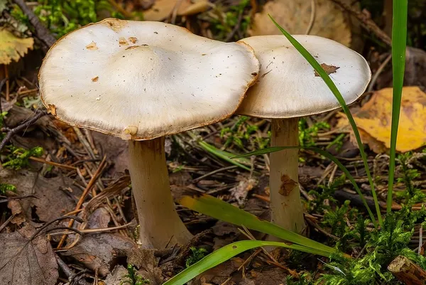 Cortinarius alboviolaceus — 2023-09-10