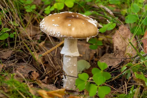 Amanita pantherina — 2023-09-10