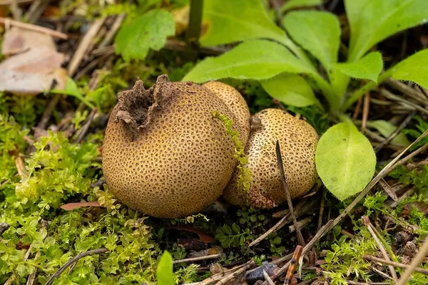 Scleroderma areolatum — 2025-08-03