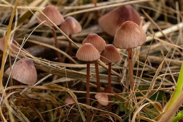 Mycena sanguinolenta — 2025-07-15