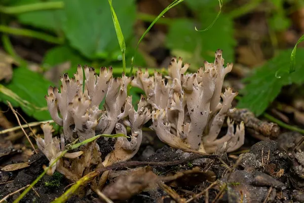 Clavulina cinerea — 2025-07-19
