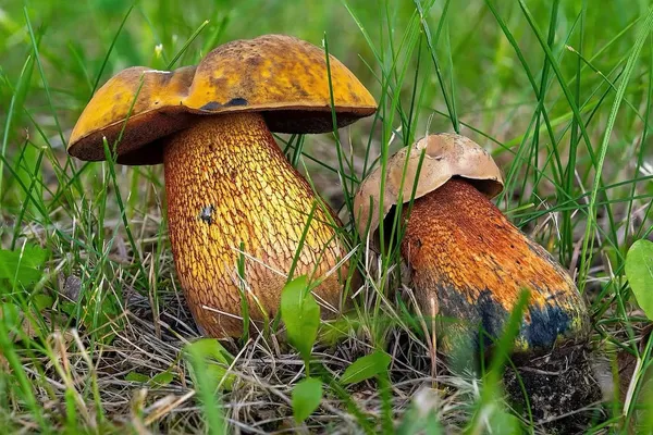 Suillellus luridus — 2025-07-19