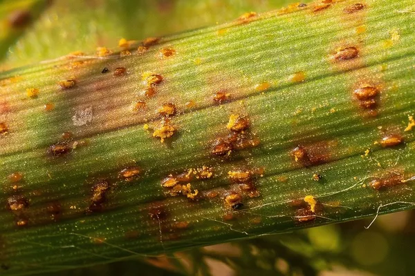 Puccinia recondita — 2025-09-07
